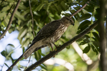 Masoala Forest Lodge: Madagaskarsperber im Halbschatten