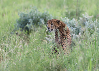 Mkomazi Wilderness Retreat: Gepard mit offenem Maul in hohem Gras