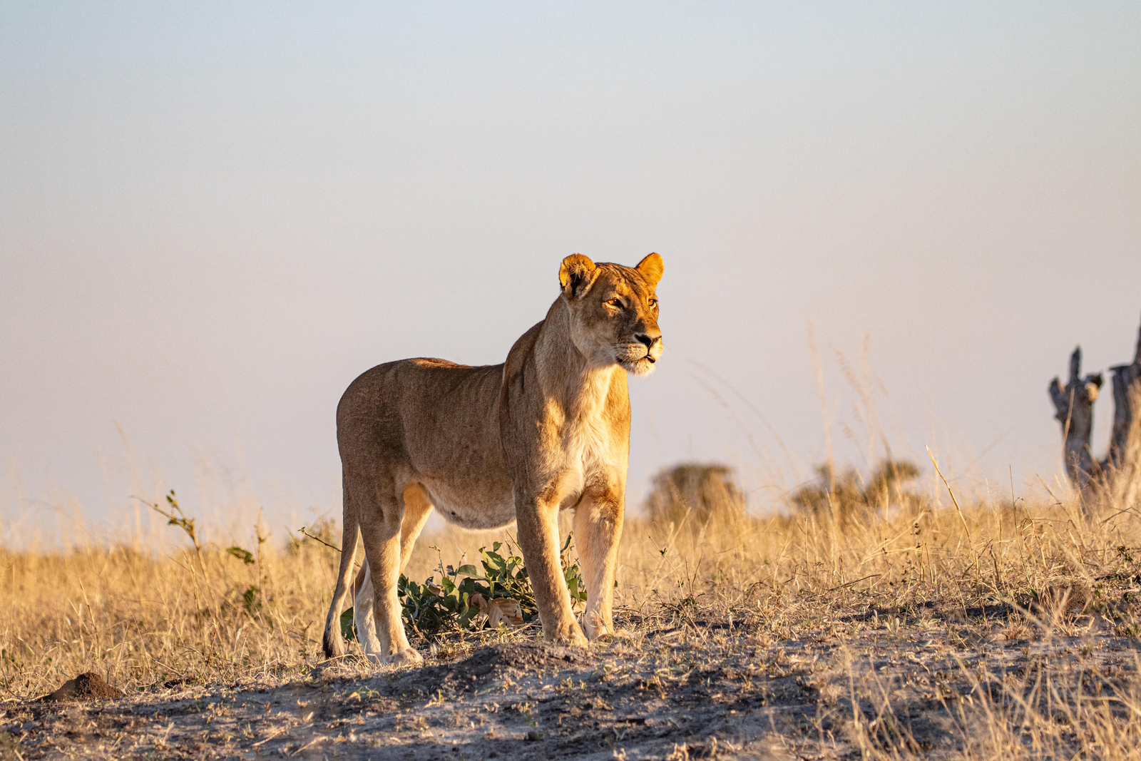 Muddy Teak Camp Muddy Teak Camp: Löwin in der Sonne