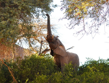 Namibia Camping Safari: Wüstenelefant