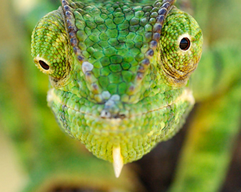 Ndutu Safari Lodge: Grünes Chamäleon