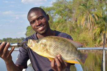 Ngepi Camp: Tilapia
