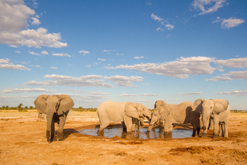 Nxai Pan Camp: Elefantengruppe