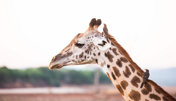 Puku Ridge Camp: Thornicroft-Giraffen