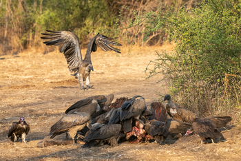 Robin Pope Safaris Robin Pope Safaris: Geier beim Aufräumen