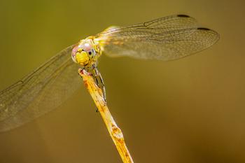 Royal Zambezi Lodge: Dragonfly