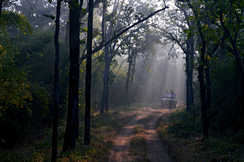 Samode Safari Lodge Samode Safari Lodge: Piste im Nationalpark