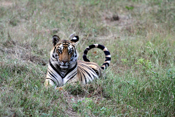 Samode Safari Lodge Samode Safari Lodge: Ruhender Tiger