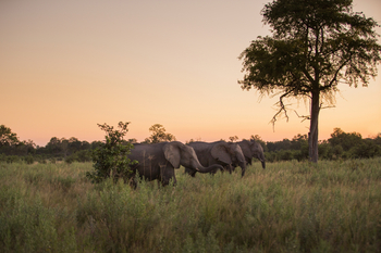 Selinda Explorers Camp Selinda Explorers Camp: Savanne mit Elefanten