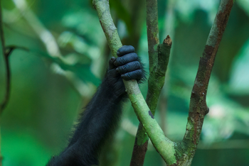 Sette Cama Eco Camp: Gorilla-Hand