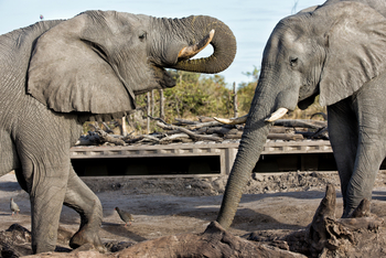 Skybeds: Elefanten vor dem Hide