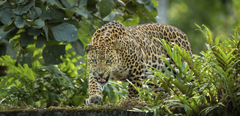 The Bison Resort: Grimmiger Leopard