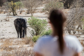 Tuskers Bush Camp: Elefant