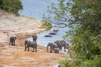 UOBS Chobe National Park: Elefanten am Ufer