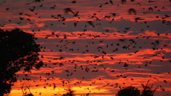 Wasa Lodge: Abendrot