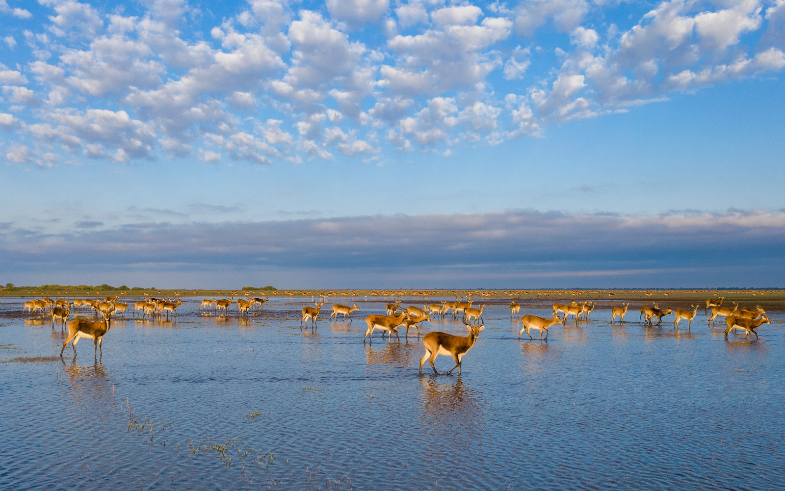 Shoebill Island Camp Shoebill Island Camp: Antilopen auf einer Flutebene