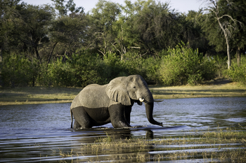 Zarafa Camp: Elefant