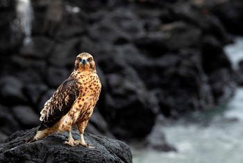 andBeyond Galapagos Explorer: Falke auf vulkanischem Fels, direkter Blick
