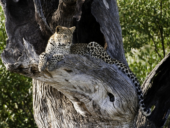 Abu Camp Abu Camp: Leopard auf Ast