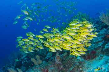 Alphonse Island Lodge: Blaustreifenschnapper