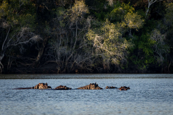 Anantara Tented Camp Kafue River: Flusspferde im ruhigen Wasser am Nachmittag