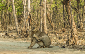 Asiatic Lion Lodge Asiatic Lion Lodge: Junger Löwe