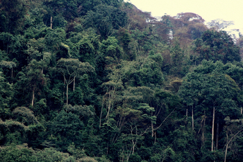 Buhoma Lodge: Regenwald