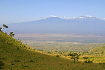 Campi ya Kanzi: Hartebeests