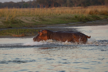 Classic Zambia Safaris Classic Zambia Safaris: Stampeding Hippo