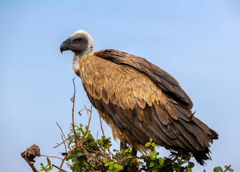 Cottar's 1920s Safari Camp: Weißrückengeier