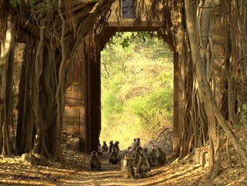 Dev Vilas: Graulanguren am Fort