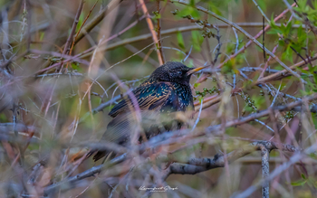 Drenmo Lodge Drenmo Lodge: Star