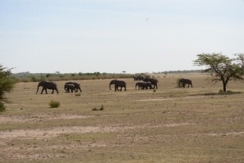 Entim Masai Mara: Elefantenherde