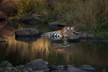 Flame of the Forest Safari Lodge: Badender Tiger