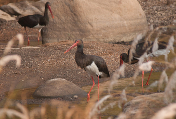 Flame of the Forest Safari Lodge: Störche