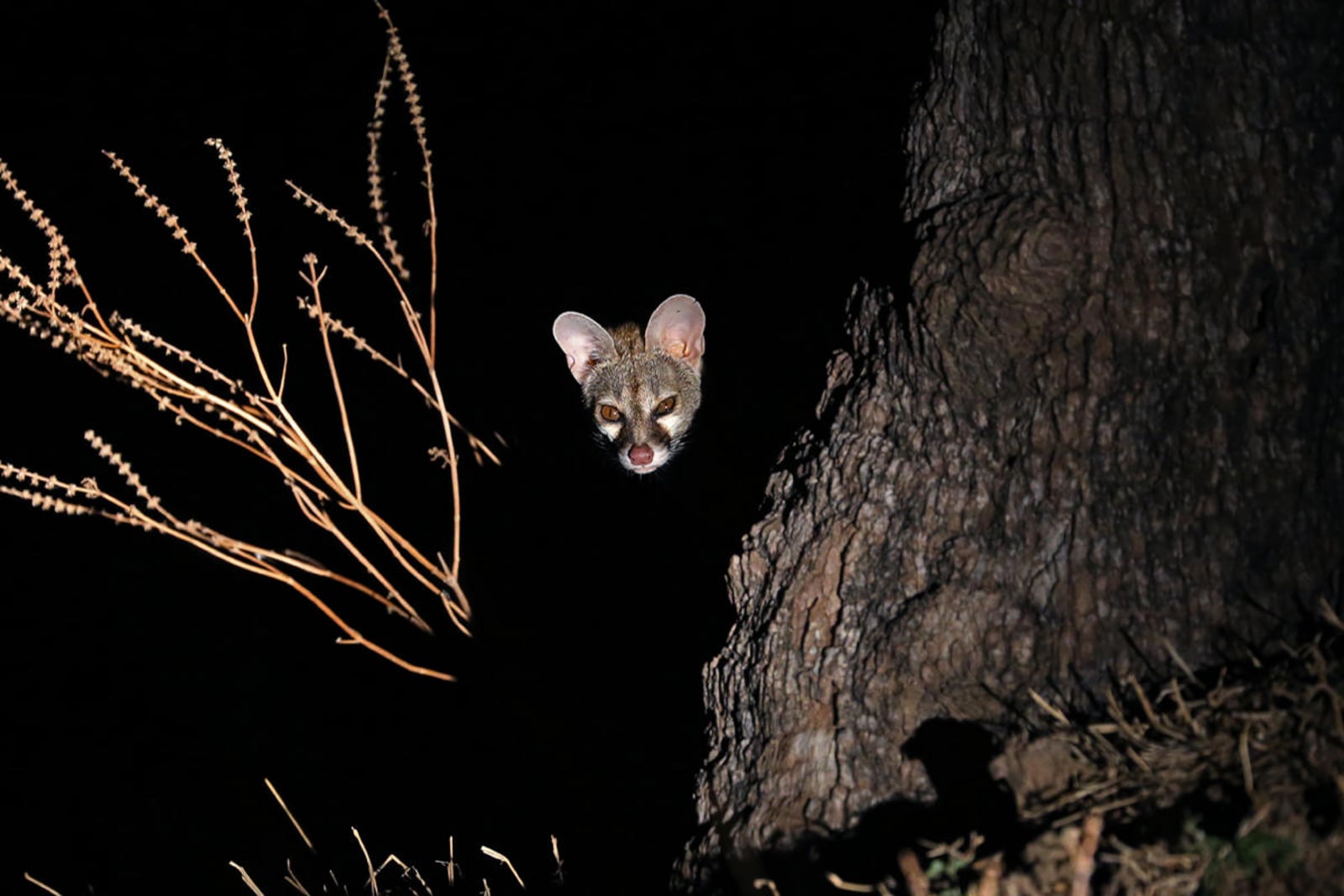 Flatdogs Camp Flatdogs Camp: Ginsterkatze