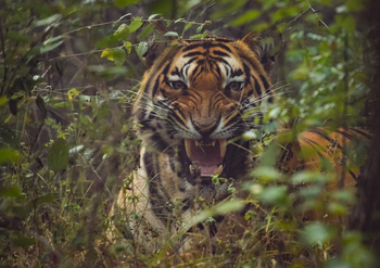 Forsyth Lodge Forsyth Lodge: Tigerzähne