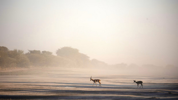 Gham Dhao Lodge Gham Dhao Lodge: Impalas