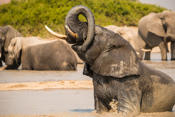 Ghoha Hills Savuti Lodge Ghoha Hills Savuti Lodge: Elefantenbad