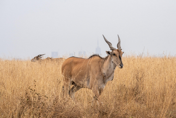 Giraffe Manor: Nairobi National Park