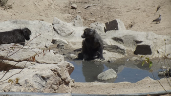 Hobatere Lodge: Paviane