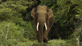 Kaav Safari Lodge: Indischer Elefant