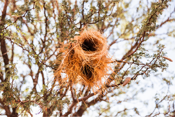 Kalahari Farmhouse: Vogelnest