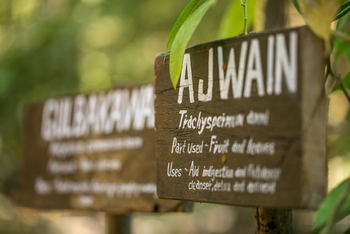 Kanha Jungle Lodge: Pflanzenbeschilderung