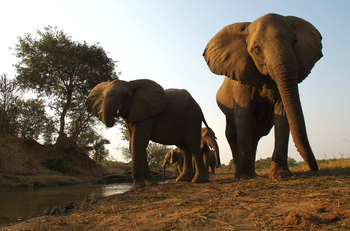 Kavinga Safari Camp: Elefanten vor dem Beobachtungsversteck