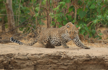 Kavinga Safari Camp: Leopard auf Pirsch