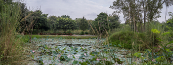 Khem Villas: Seerosenteich