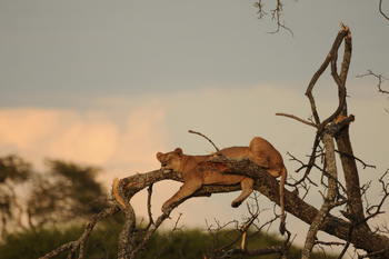 Kichaka Wild Camp: Ruhende Löwin