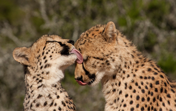 Kwandwe Private Game Reserve: Soziale Geparden