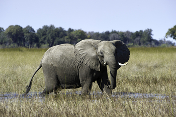 Little Vumbura Camp: Elefant